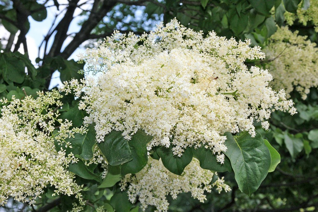 japanese-tree-lilac-syringa-reticulata-blooming