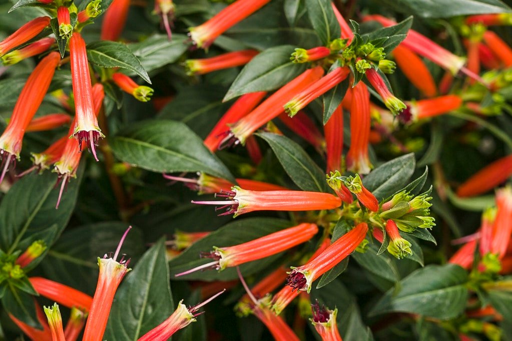 7 Underappreciated Sun Plants for the Garden