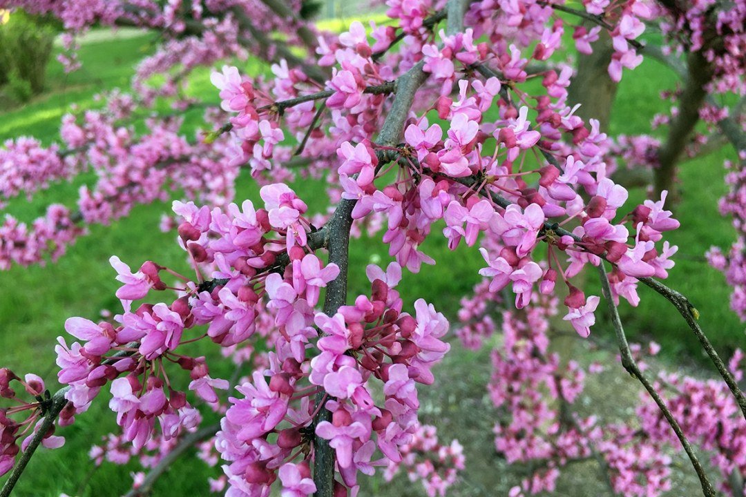 redbud-cercis-tree-in-bloom-pink-flowers