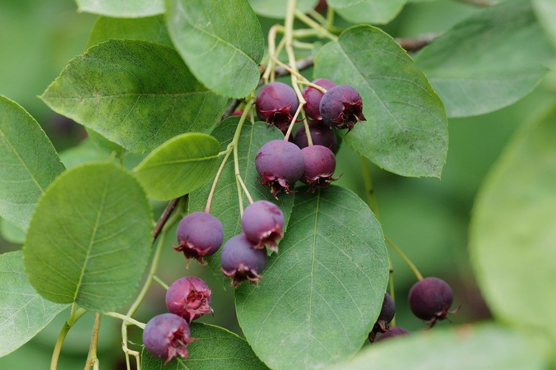 serviceberry-amelanchier-berries-and-foliage