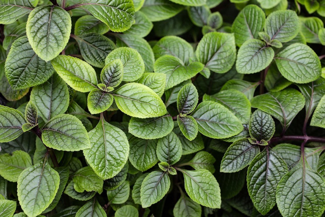 Plectranthus,Coleoides,Or,Swedish,Ivy,Or,Creeping,Charlie,Green,Plant.