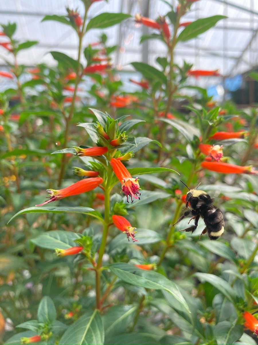 sun-annual-plant-cuphea-vermillionaire-vertical-3