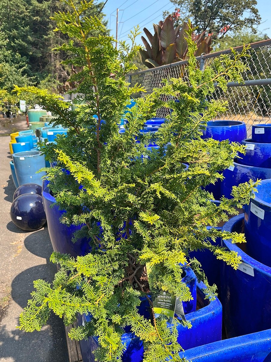 sun-conifer-chamaecyparis-obtuse-jade waves-false-cypress-2