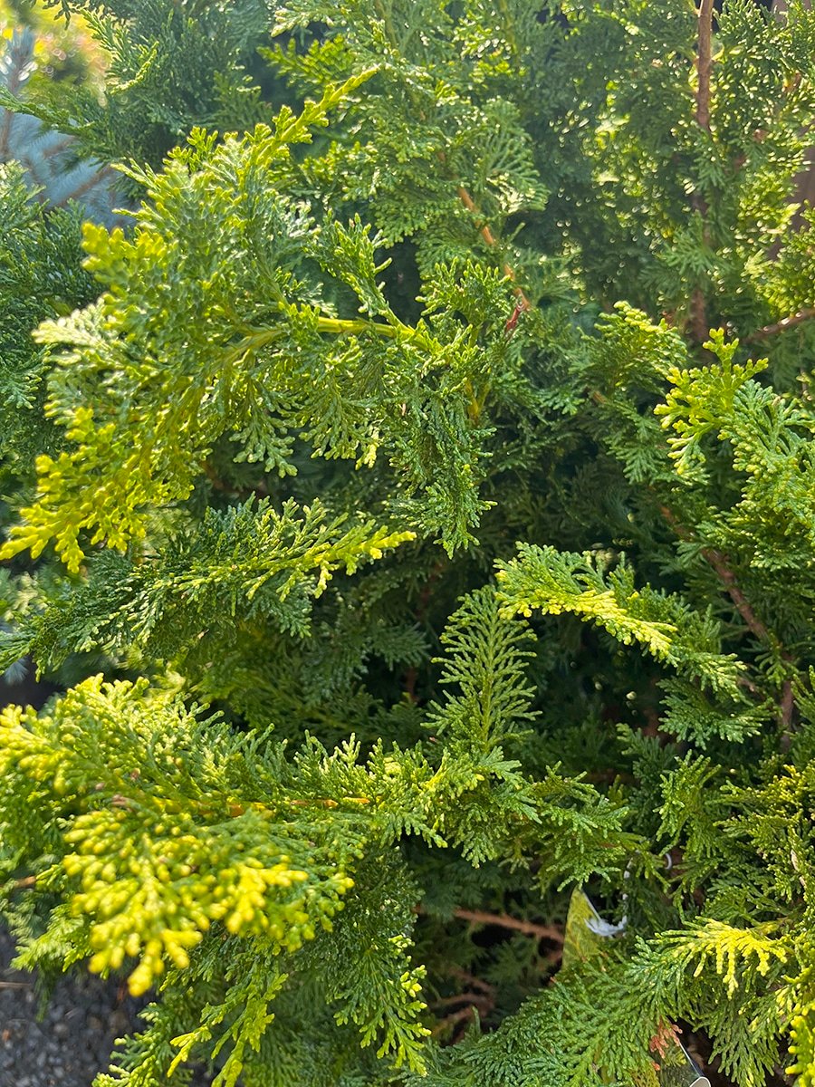 sun-conifer-chamaecyparis-obtuse-jade waves-false-cypress-5