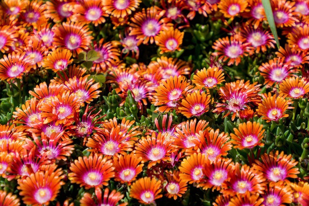 sun-groundcover-delosperma-jewel-series-ice-plant