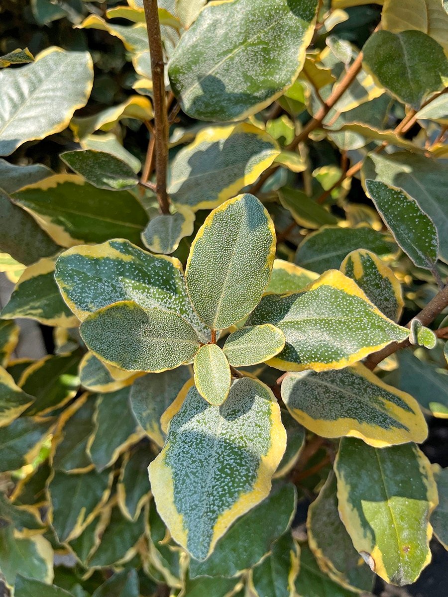sun-shrub-elaeagnus-olive-martini-silverberry-1