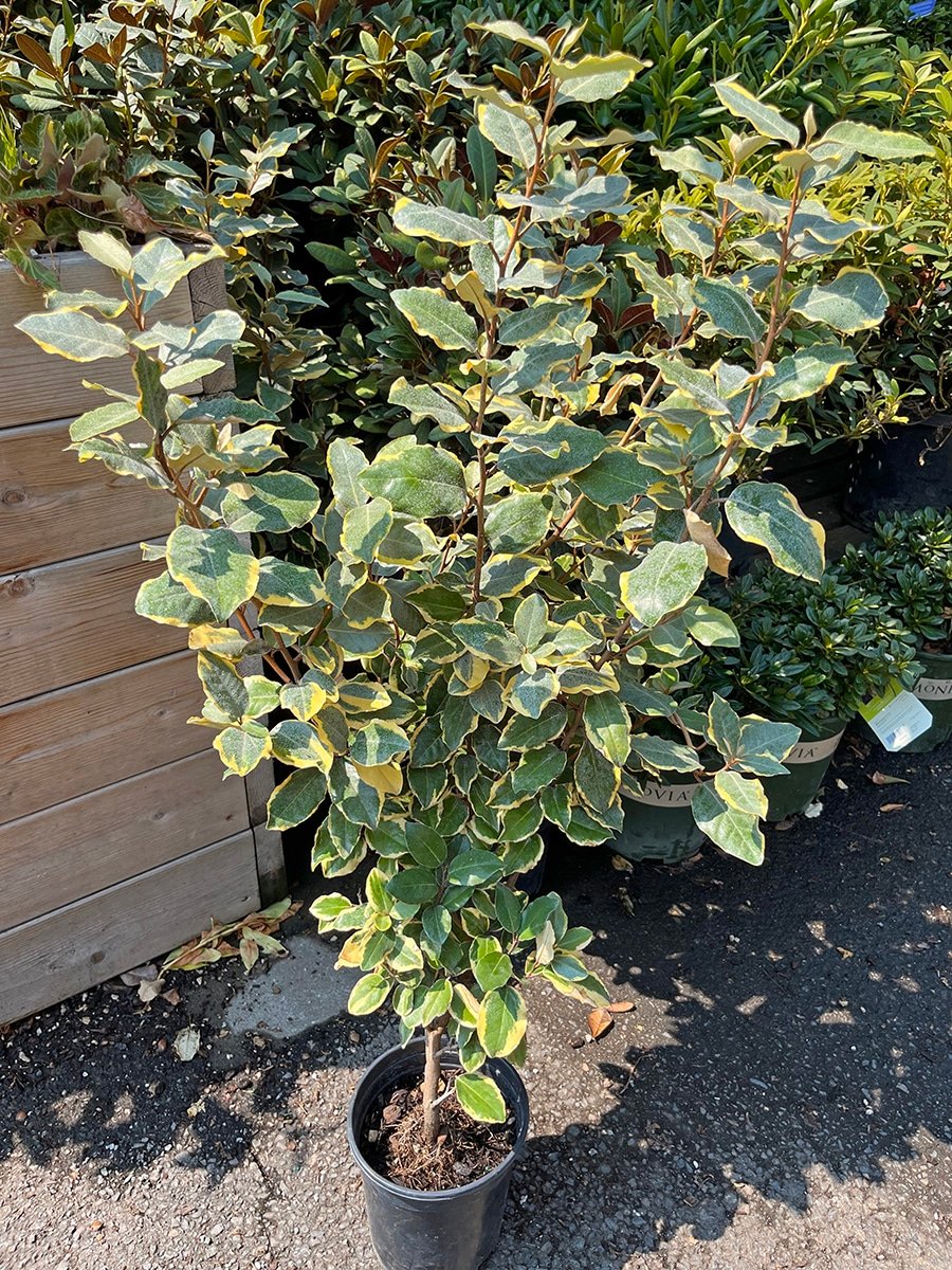 sun-shrub-elaeagnus-olive-martini-silverberry-2