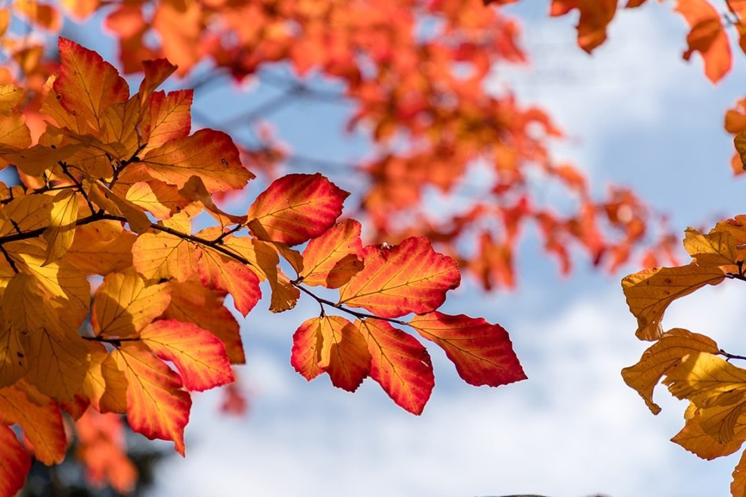 Parrotia,Persica,Tree,Detail,With,Leaves,In,Autumn