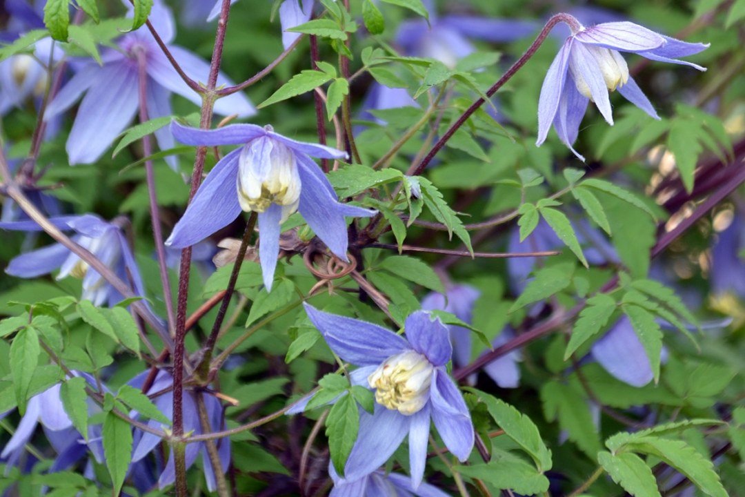 Clematis,Close-up,In,The,Garden