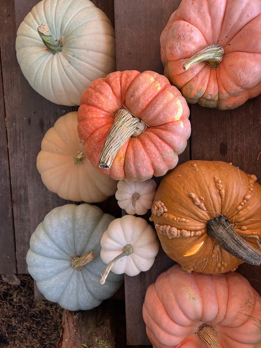 fall-porchscaping-2023_judith-4