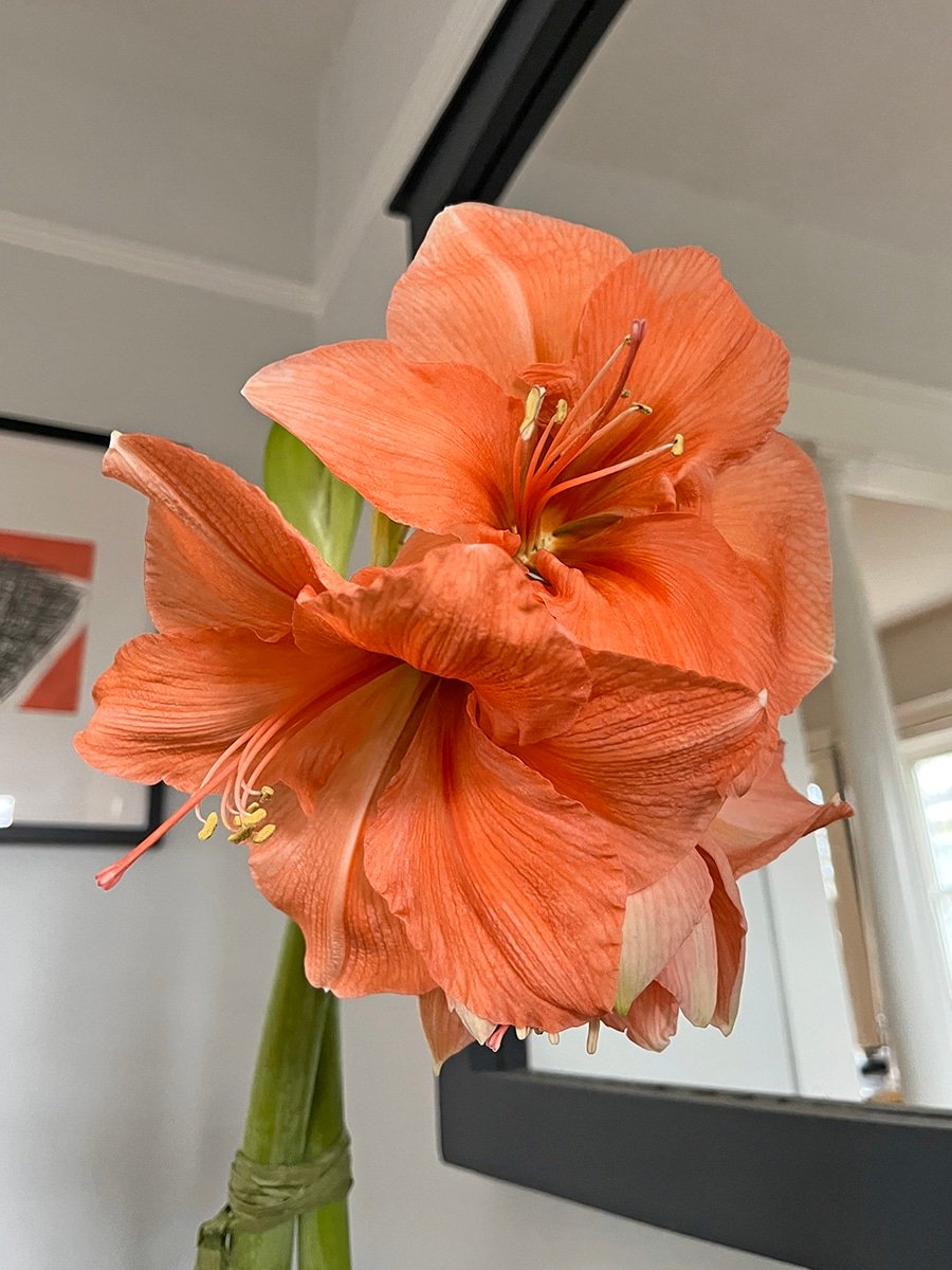 amaryllis-bulb-flowers-rilona-peach blooming white amaryllis bulb variety
