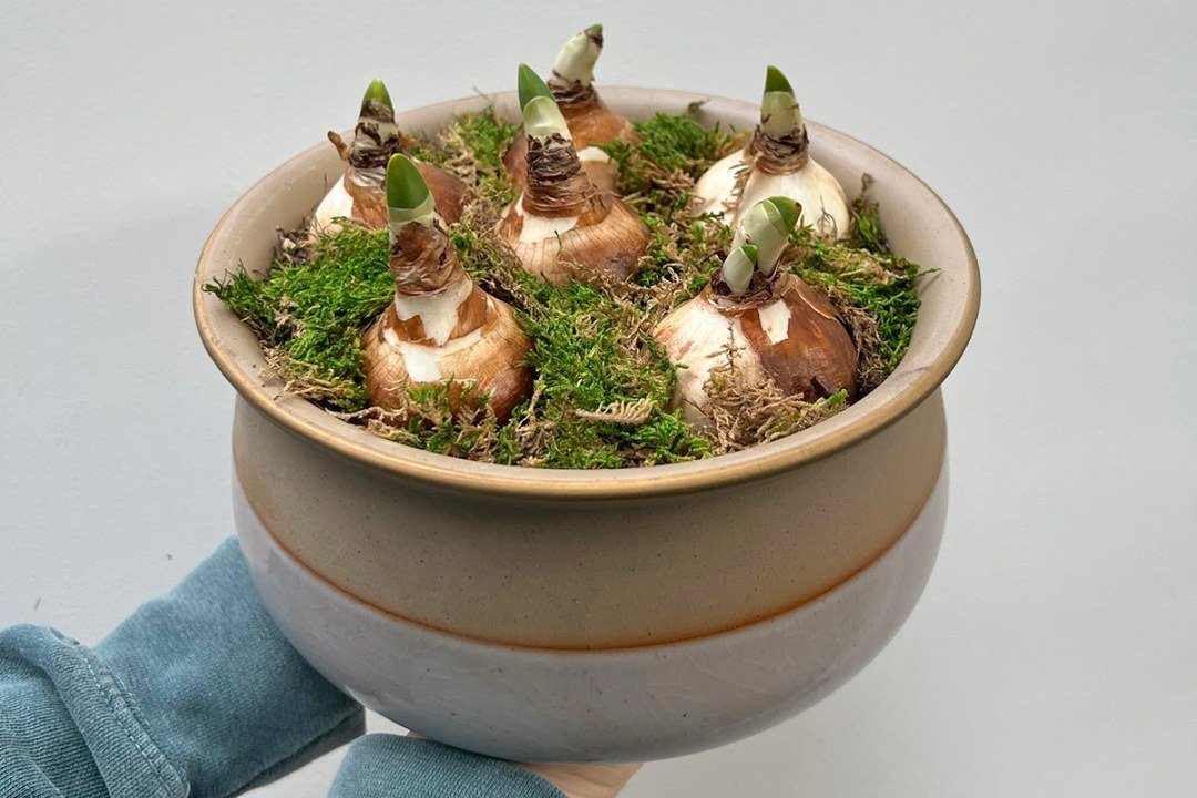 potted-paperwhites-gift-ideas potted paperwhite bulbs for holiday flowers at Dennis' 7 Dees