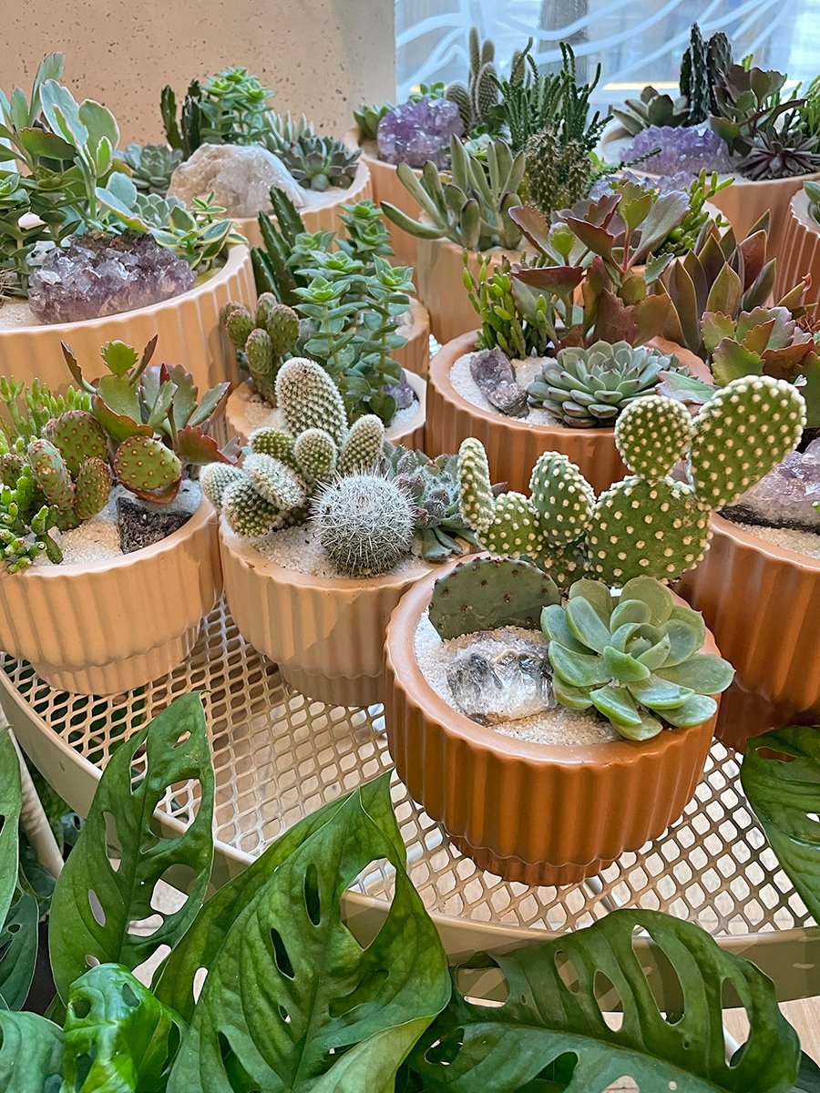 succulent-dish-gardens-3-gift-idea