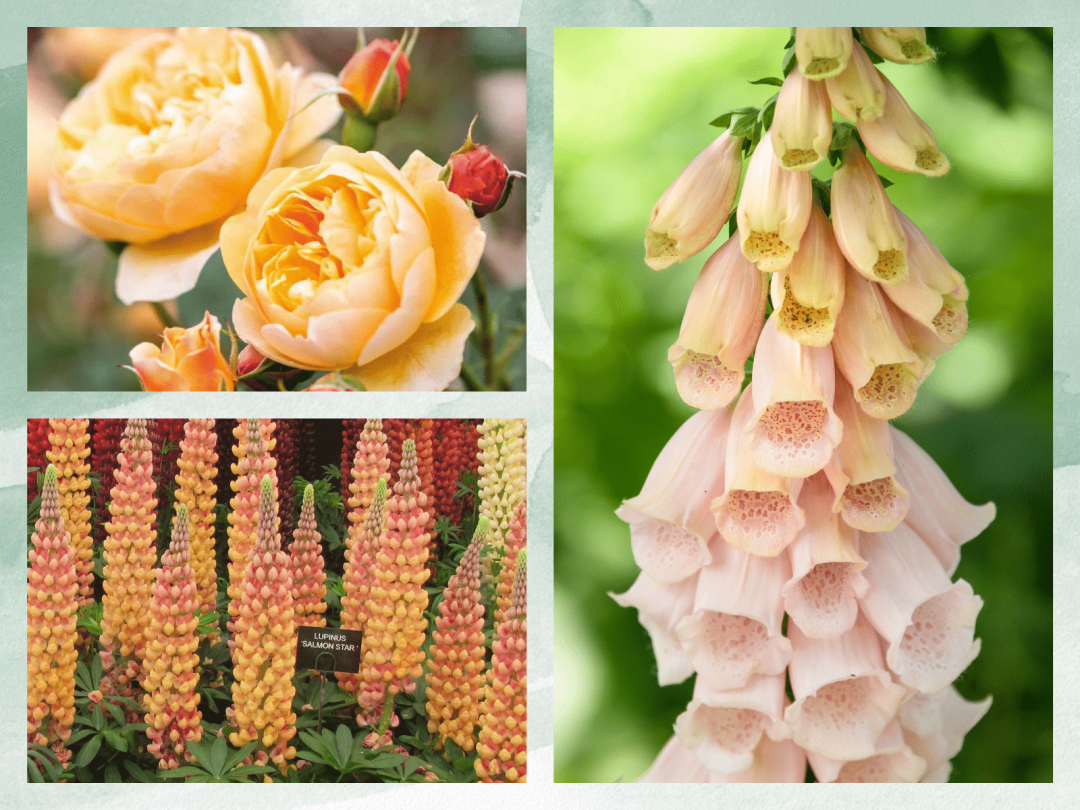 2024 Gardening Trends - Pantone Peach Fuzz