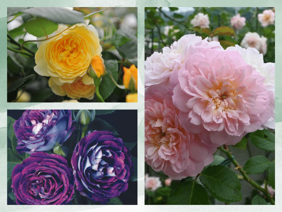 2024 Gardening Trends - Roses