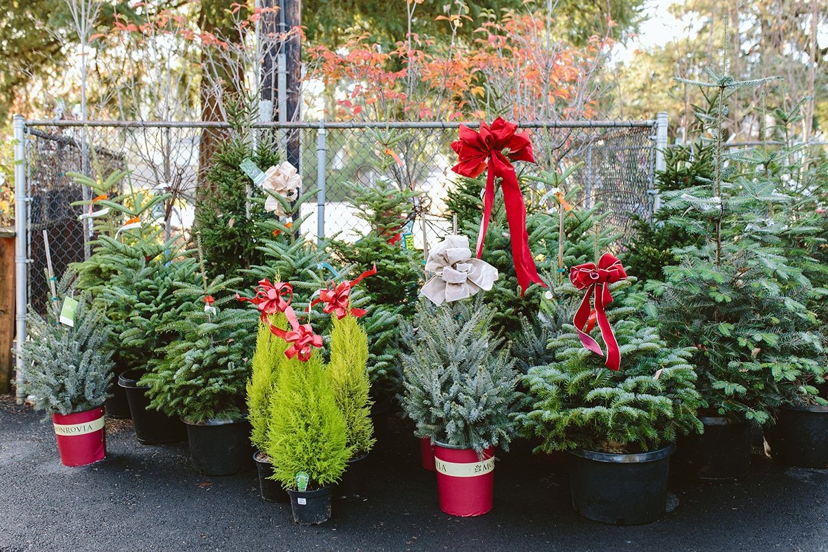 Your Guide to Living Christmas Trees: From Indoor Display to Outdoor Planting