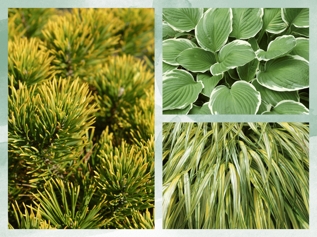 2024 Gardening Trends - Textural Plants