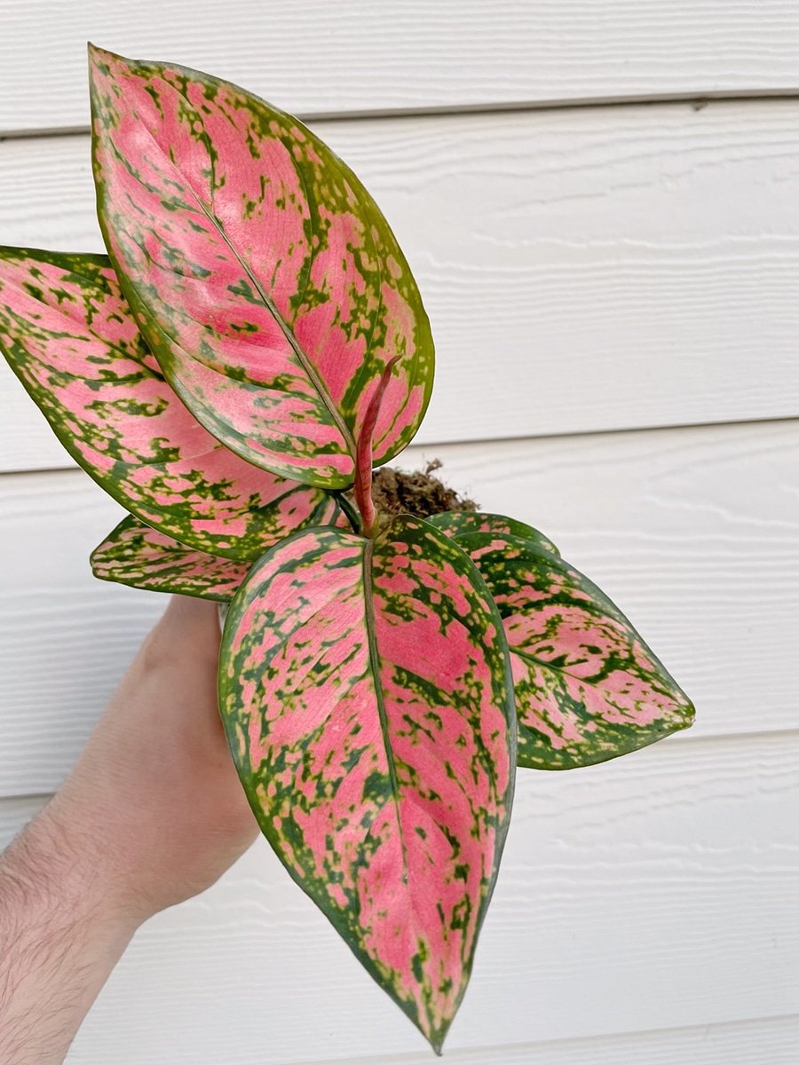 dennis7dees-houseplants-aglaonema-lady-valentine