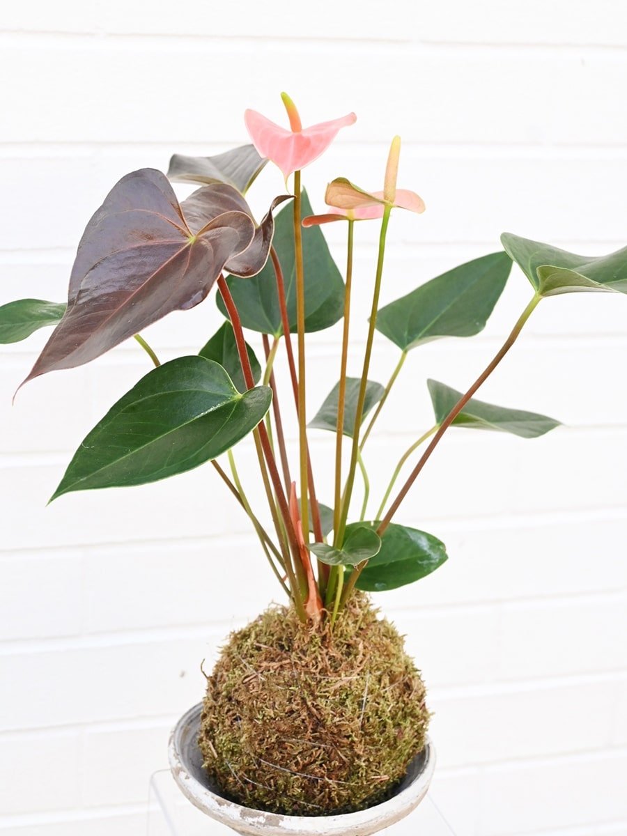 dennis7dees-houseplants-anthurium-rainbow-champion-kokedama
