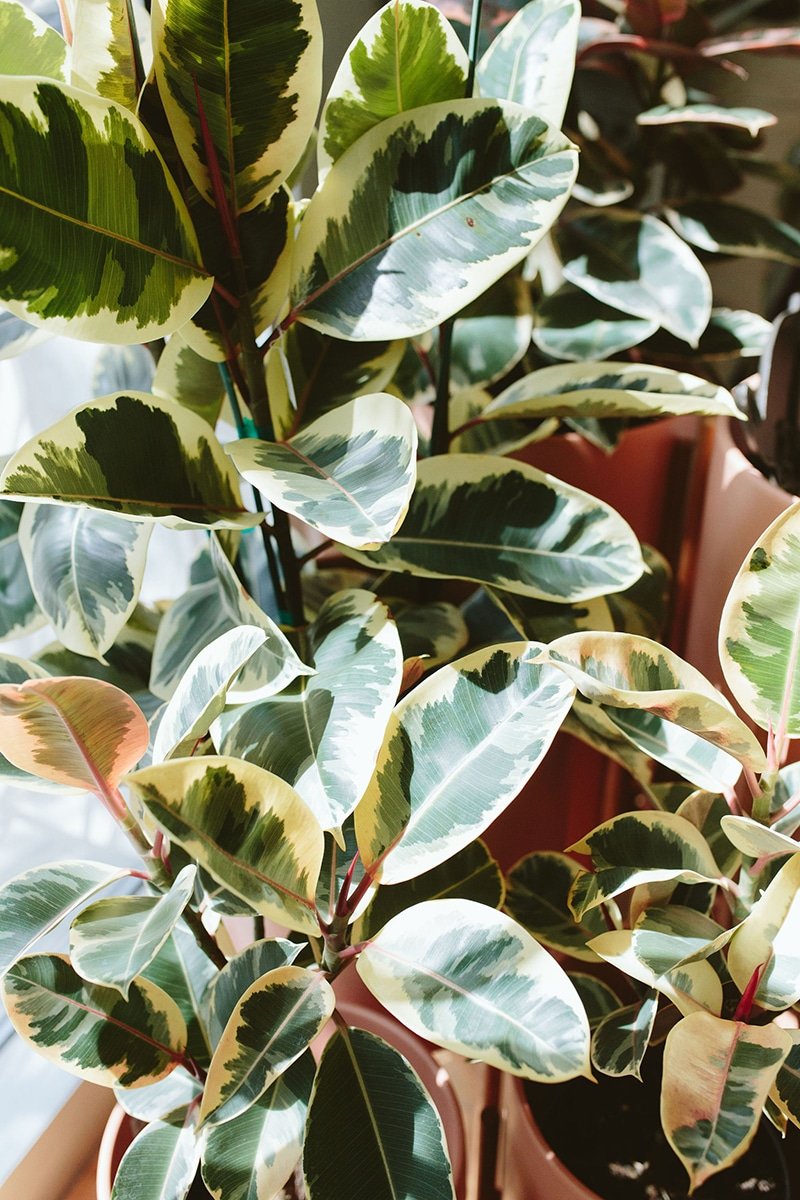 dennis7dees-houseplants-ficus-elastica-tineke-foliage