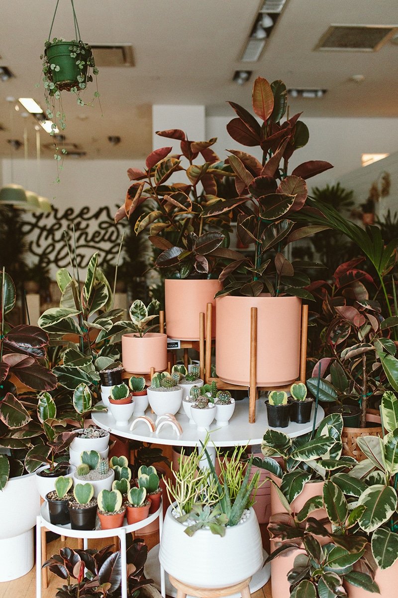 dennis7dees-houseplants-ficus-elastica-varieties-peachycotta-lbe-pots Photo of employee holding a rubber tree in our brideport location