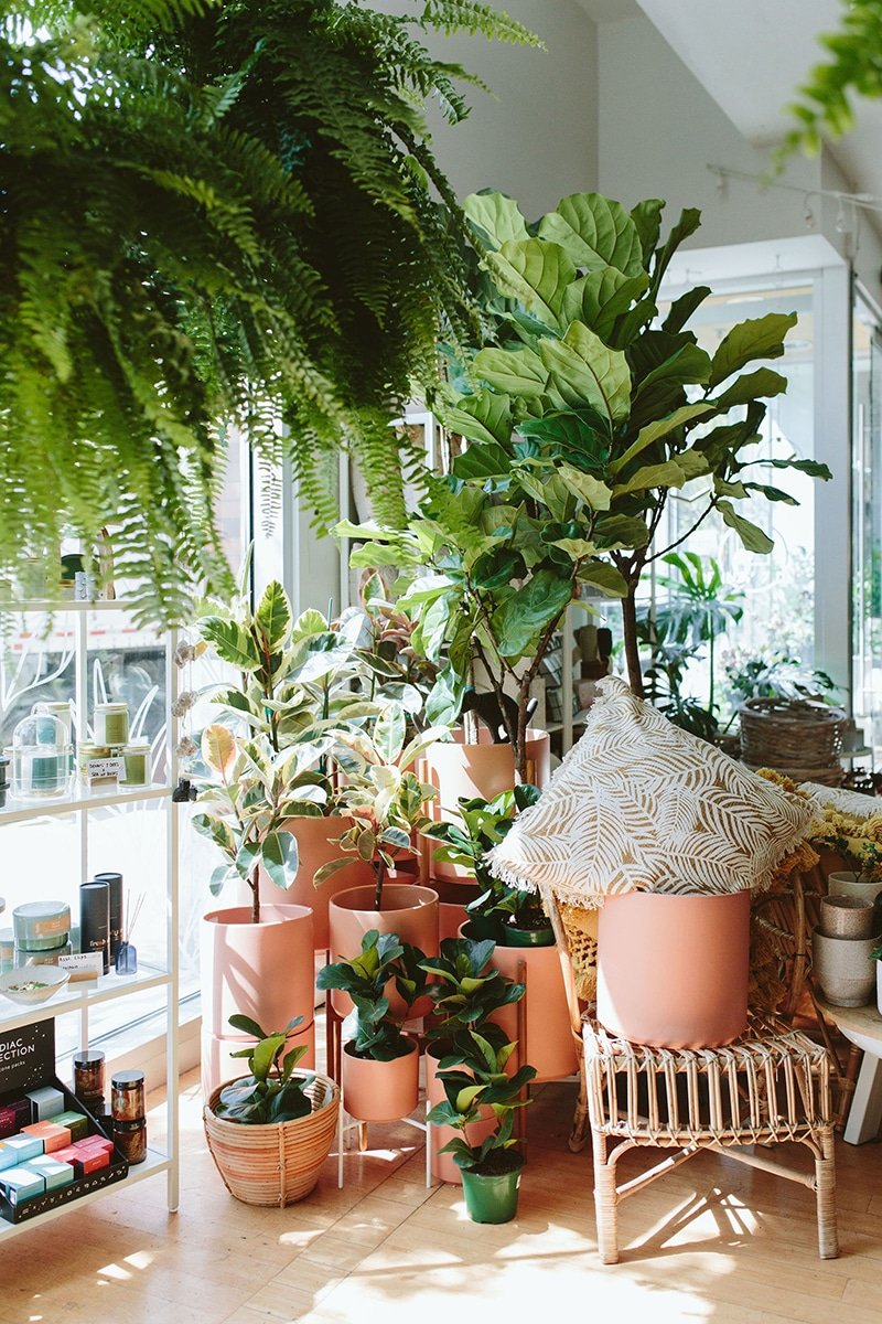 dennis7dees-houseplants-ficus-varieties-peachycotta-lbe-pots