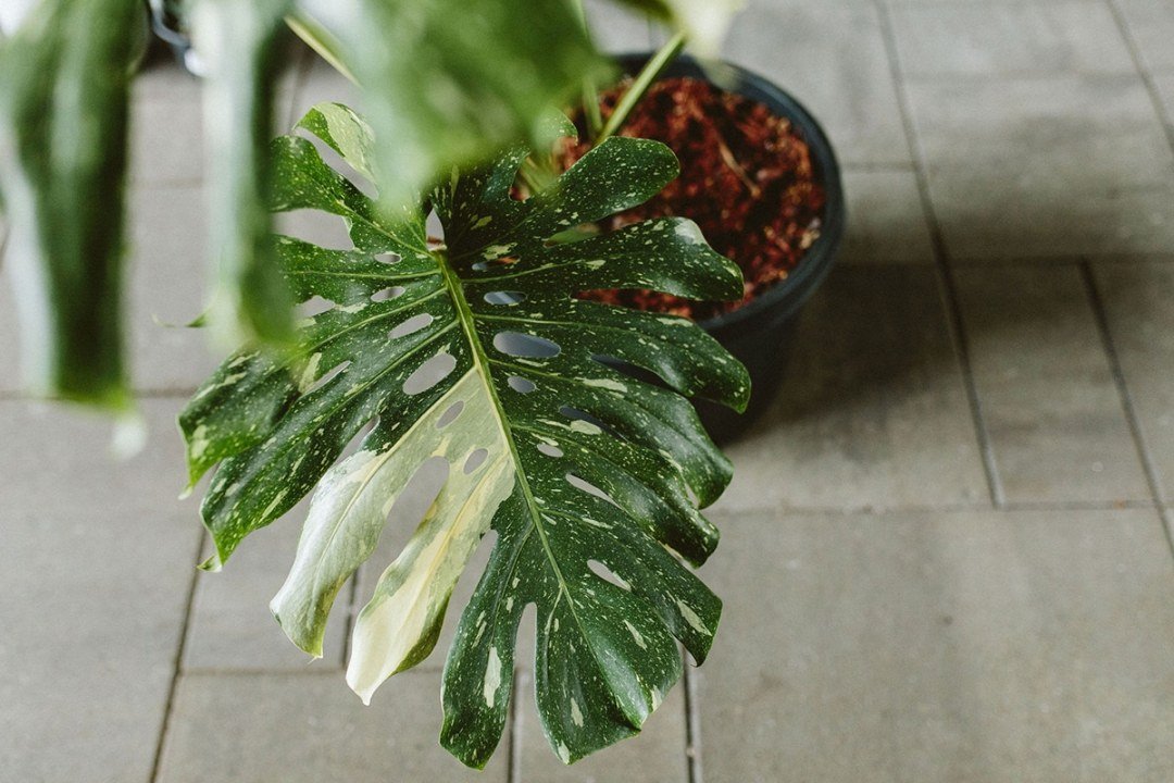 dennis7dees-houseplants-monstera-thai-constellation