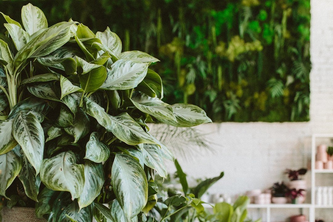 dennis7dees-underappreciated-houseplants-aglaonema-4 statement houseplant ficus elastica ruby