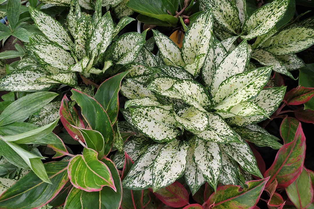 One,Of,The,Most,Commonly,Used,Interior,Landscape,Plants,Is