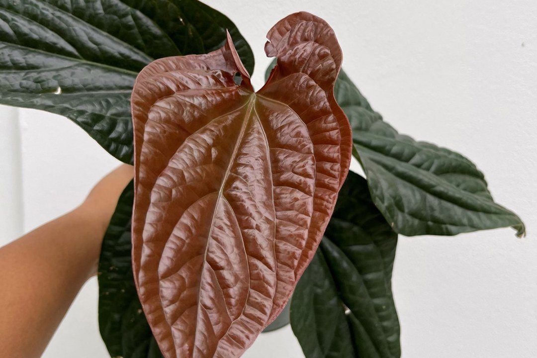 dennis7dees-underappreciated-houseplants-anthurium-quilted-hearts various houseplants