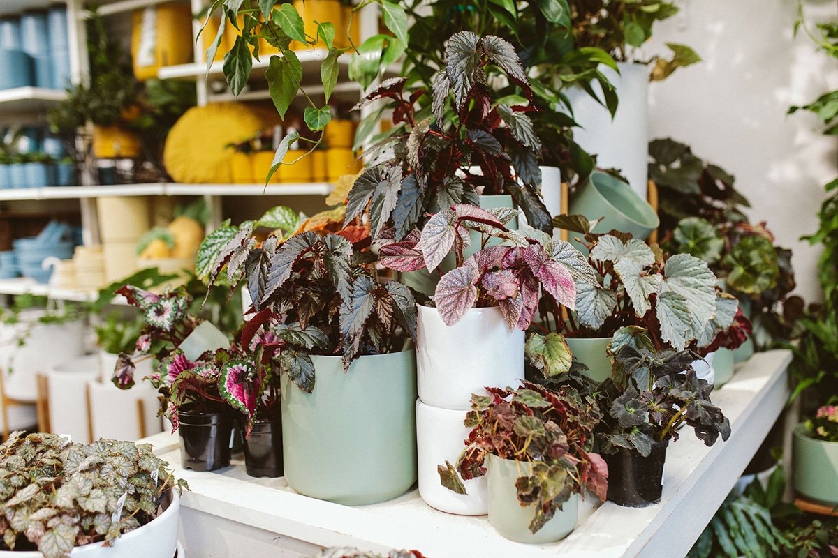 7 Underappreciated Houseplants