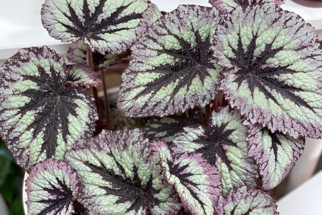 dennis7dees-underappreciated-houseplants-begonia-rex
