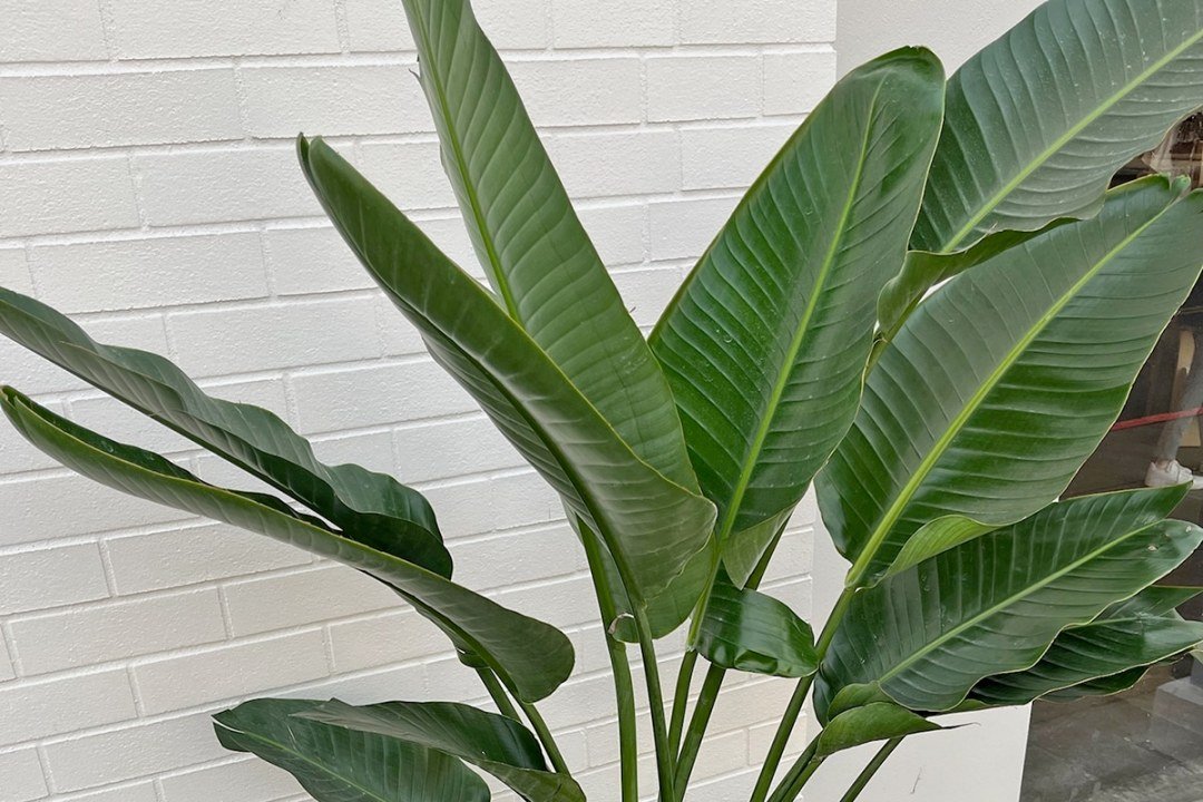 dennis7dees-underappreciated-houseplants-bird-of-paradise-1