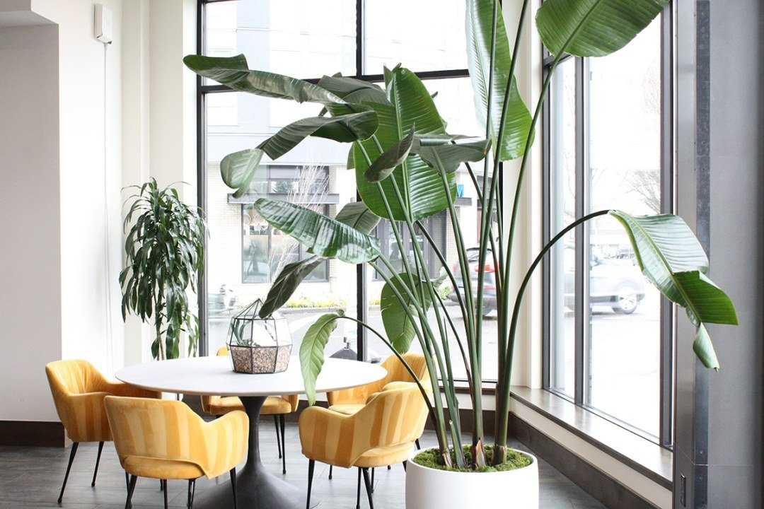 dennis7dees-underappreciated-houseplants-bird-of-paradise-2