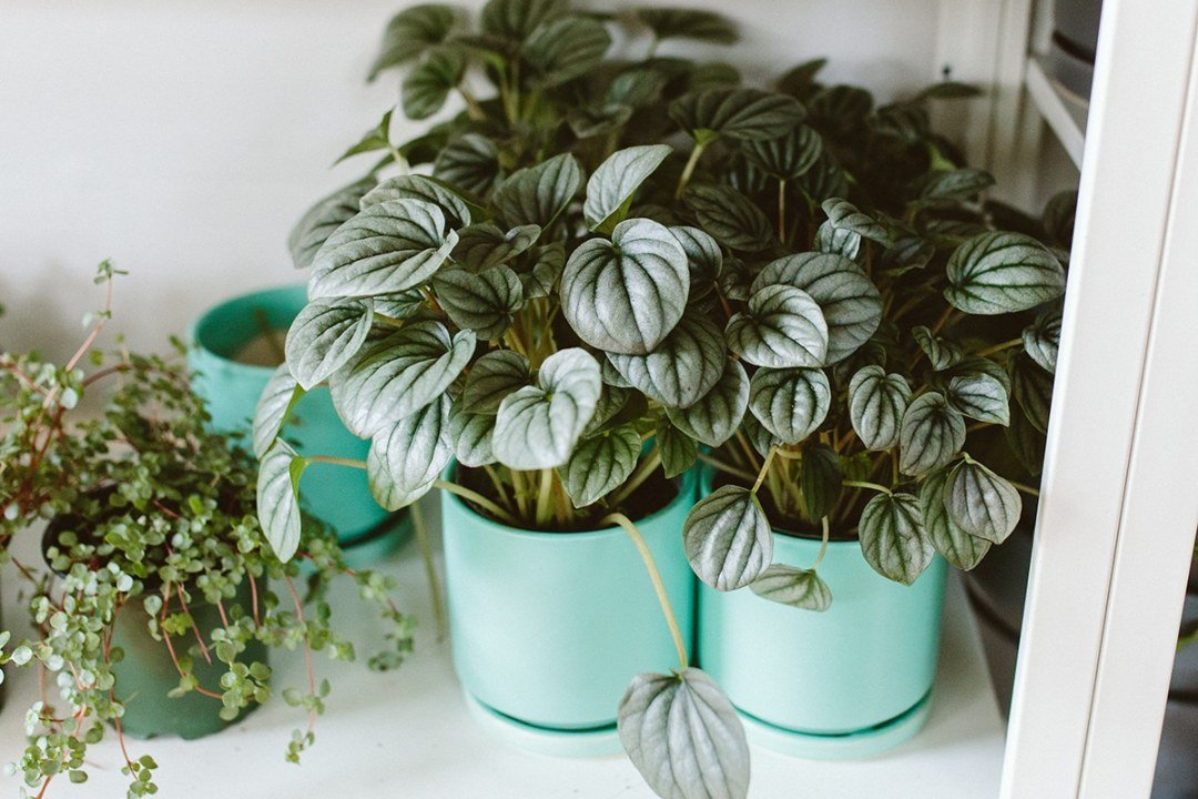 dennis7dees-underappreciated-houseplants-peperomia-1 peperomia plants in turquoise pots