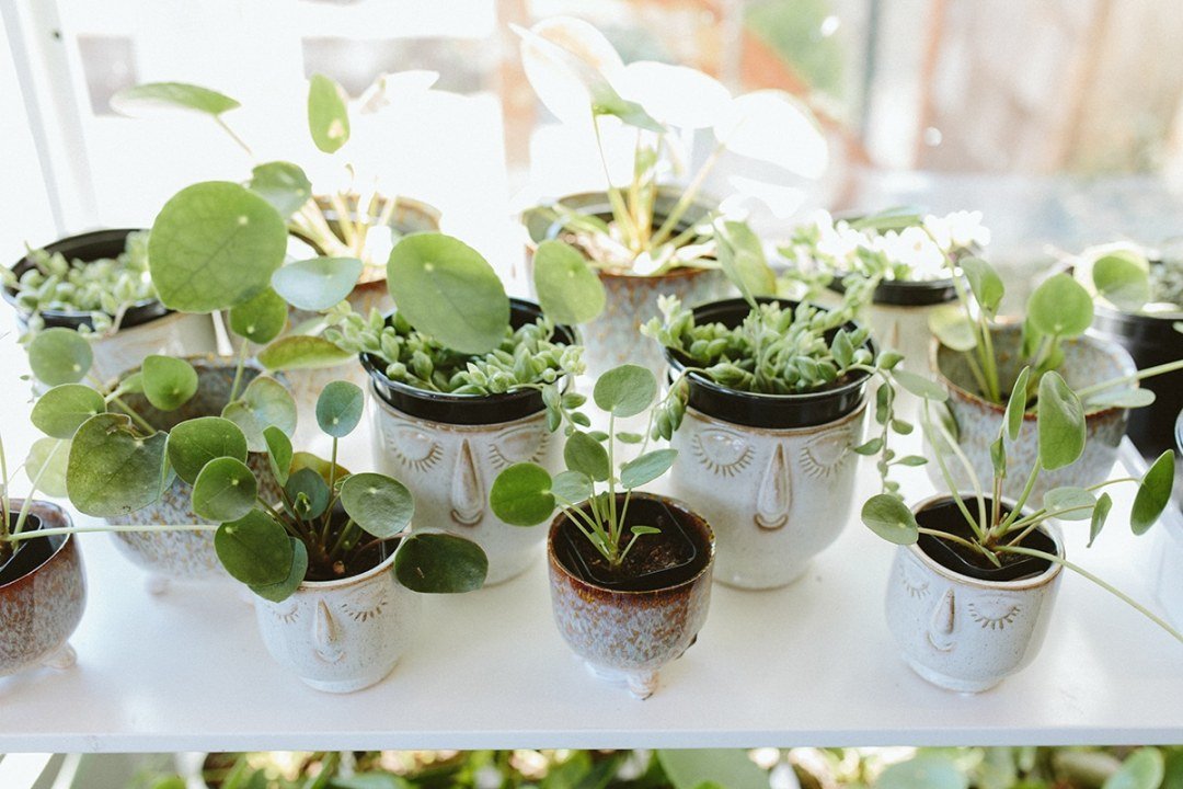 dennis7dees-underappreciated-houseplants-peperomia-pilea-1
