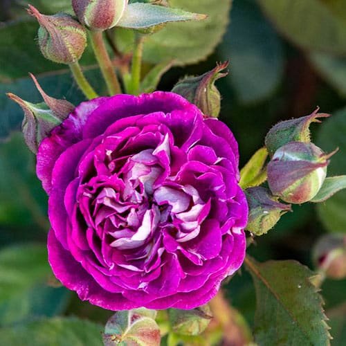 Cosmic Clouds Shrub Rose Cosmic Clouds Shrub Rose from Breck's