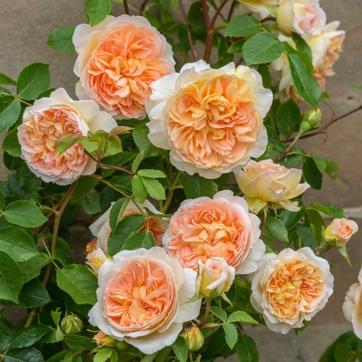 David Austin Bathsheba English Climbing Rose David Austin Bathsheba English Climbing Rose