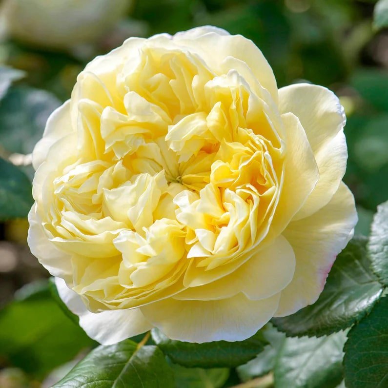 David Austin Charles Darwin English Shrub Rose David Austin Charles Darwin English Shrub Rose
