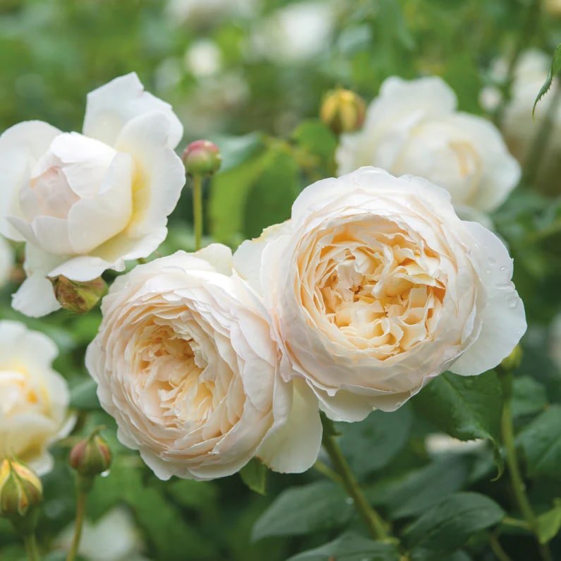 David Austin Claire Austin English Climbing Rose David Austin Claire Austin English Climbing Roses