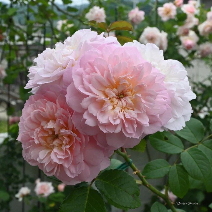 David Austin Elizabeth English Shrub Rose David Austin Elizabeth English Shrub Roses