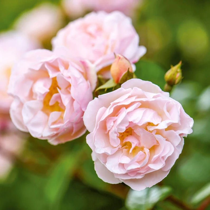 David Austin The Lady of the Lake English Rambling Rose David Austin The Lady of the Lake English Rambling Roses