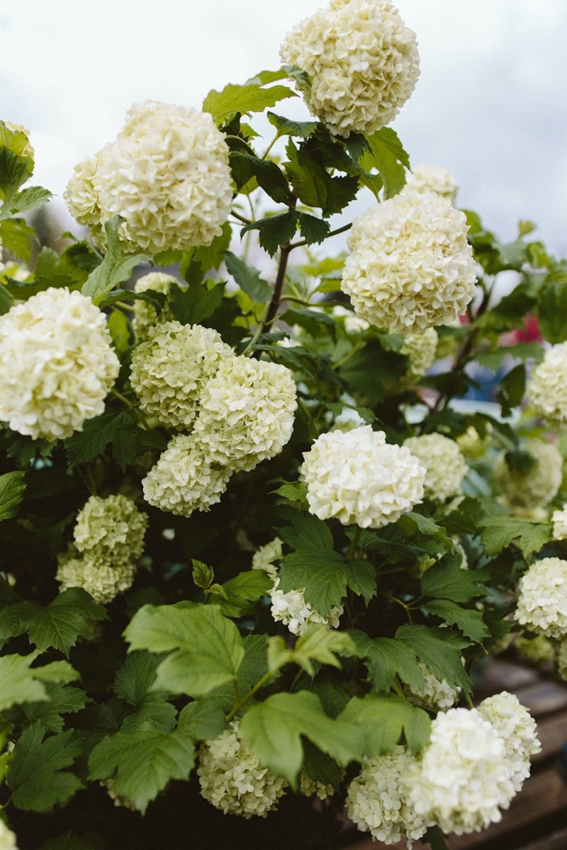 Snowball Viburnum 'Roseum' white snowball flowers on Viburnum 'Roseum' shrub