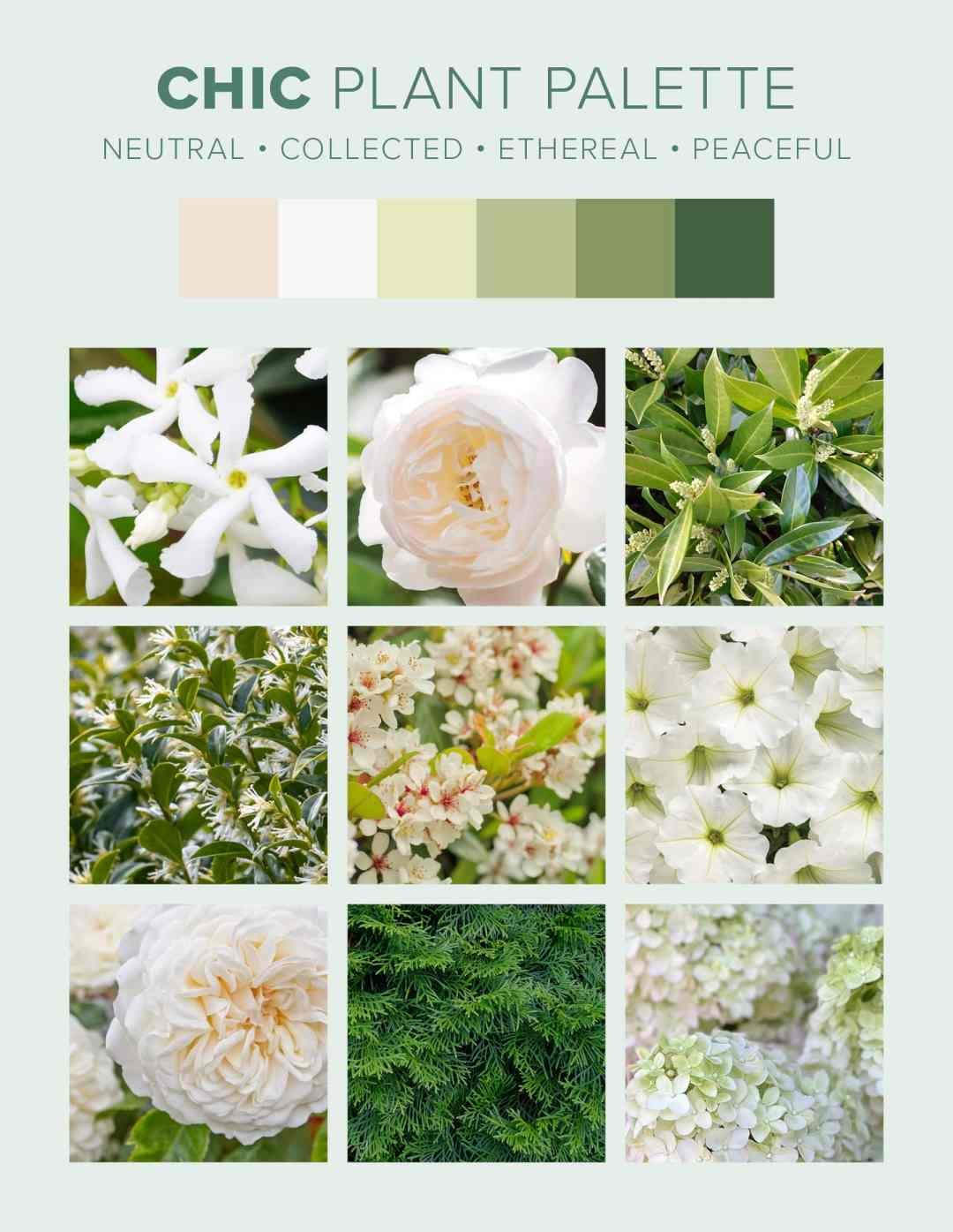 Traditional Plant Palette - Chic