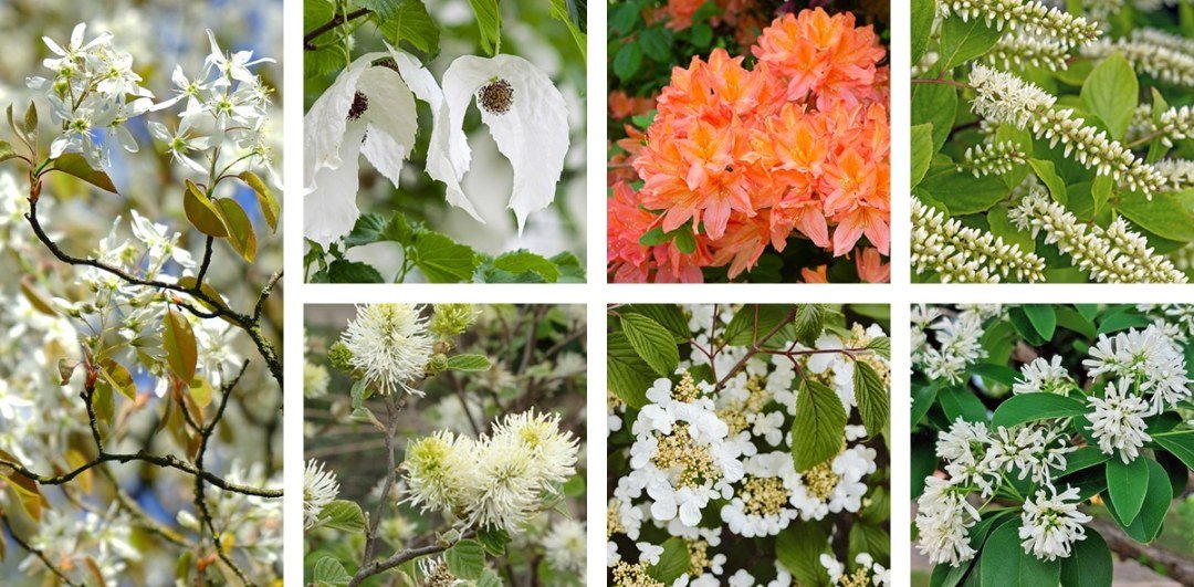 Underappreciated Trees & Shrubs Collage 7 underappreciated sun plants for the garden