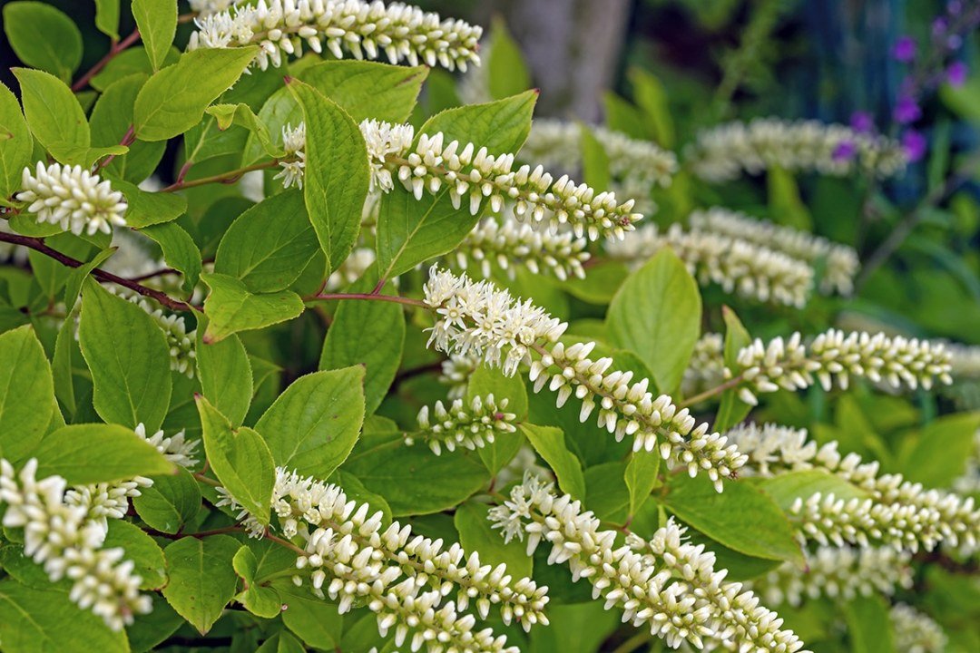 white flowers on Summersweet shrub or Clethra 'Summer Sparkler' white flowers on Summersweet shrub or Clethra 'Summer Sparkler'