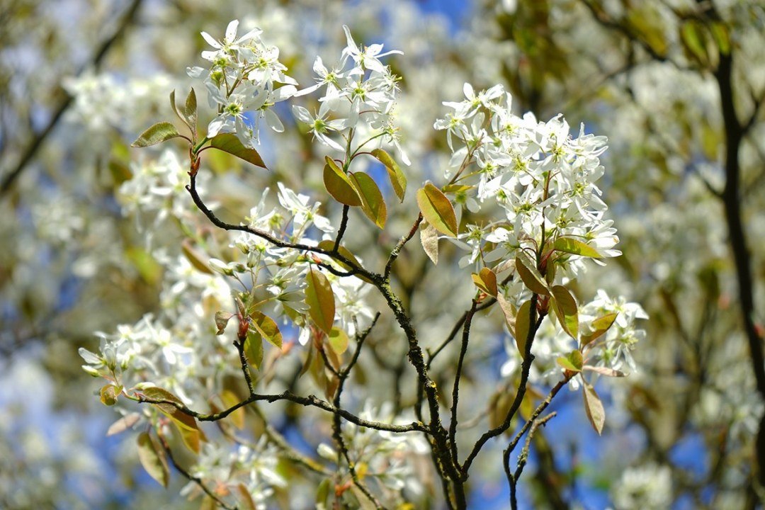 Serviceberry or Amelanchier flowering Serviceberry tree or Amelanchier