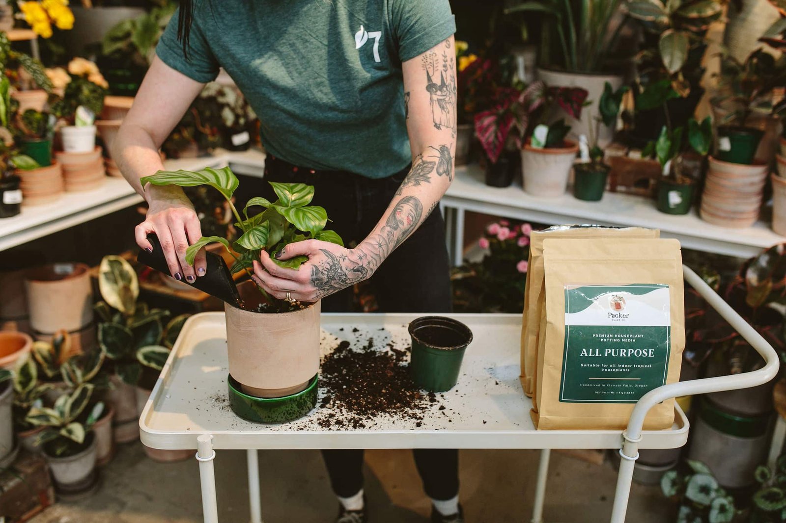 How to Repot Indoor Plants: Step-by-Step Repotting Guide