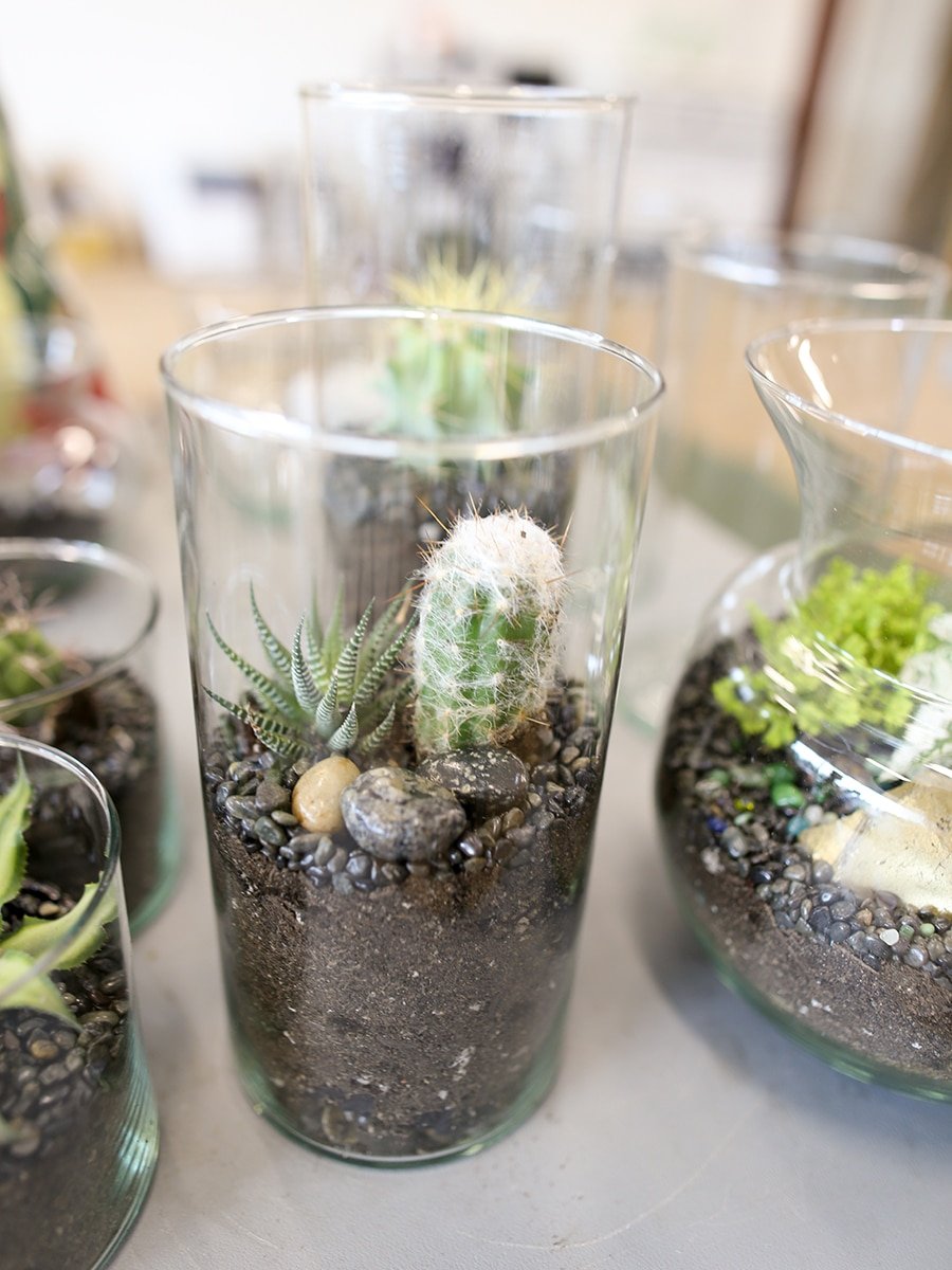 terrarium-containers-cacti-and-succulents