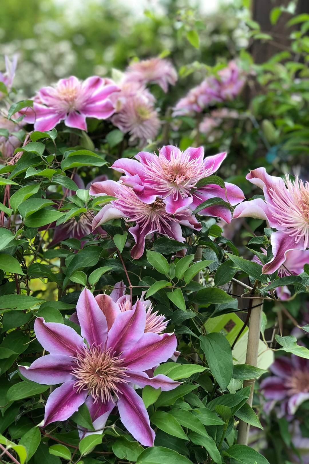 clematis-regal-empress photo-dennis7dees